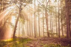 LCK海外办赛打造电竞英超联赛，Uzi名人堂卡莎皮肤英文语音缺失引热议，呆妹儿首播人气爆棚